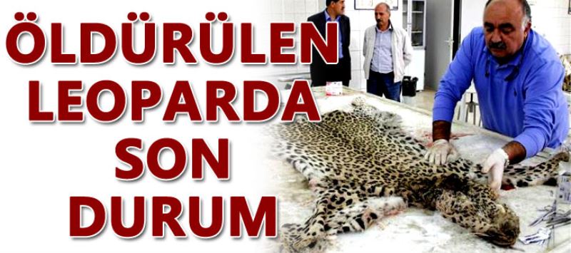 Öldürülen leoparda son durum