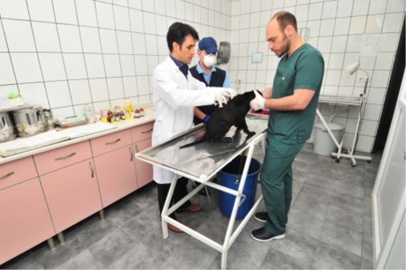 Bagcilarda Köpekler Mikroçip Ile Güvende