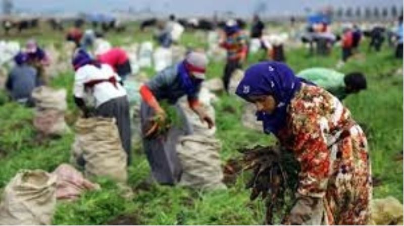 CHP`den `mevsimlik tarim isçileri` için kanun teklifi