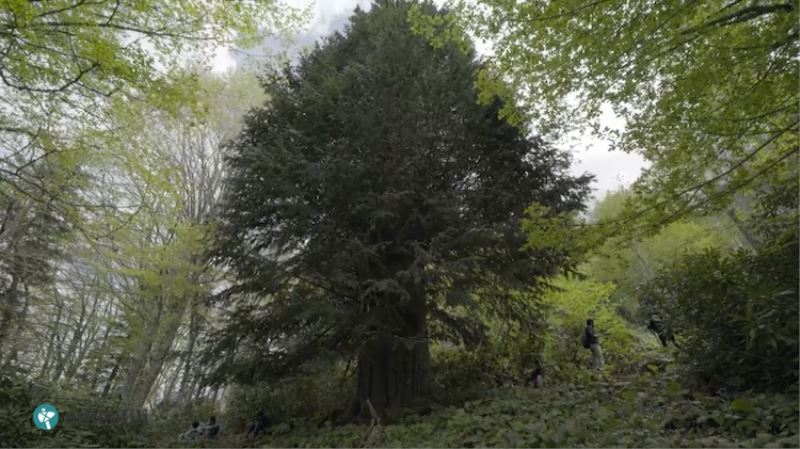 Zonguldak`ta 4112 Yasinda Porsuk Agaci Bulundu