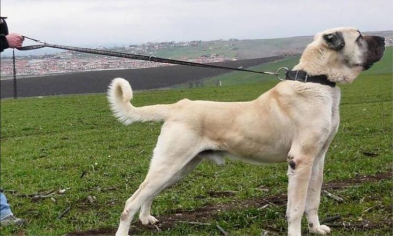 SIVAS’DA ÇIGLIK YÜKSELIYOR, ‘KANGALLARI YOK EDECEKLER, BIR SEYLER YAPIN’